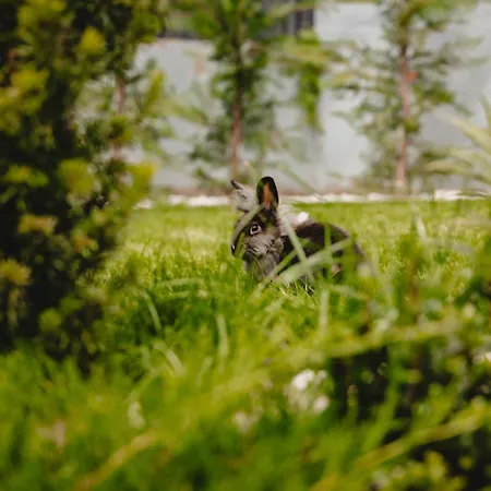 Apartment White House Iris Napoca - 2 - Parcare Gratuita, Self Check In 24h, Aeroport 15 Minute ! Cluj-Napoca