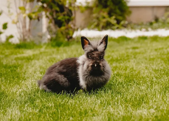 White House Iris Napoca - 2 - Parcare Gratuita, Self Check In 24h, Aeroport 15 Minute ! Kaloşvar